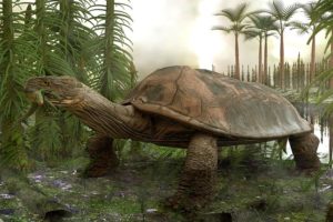 million year old turtles found in Germany